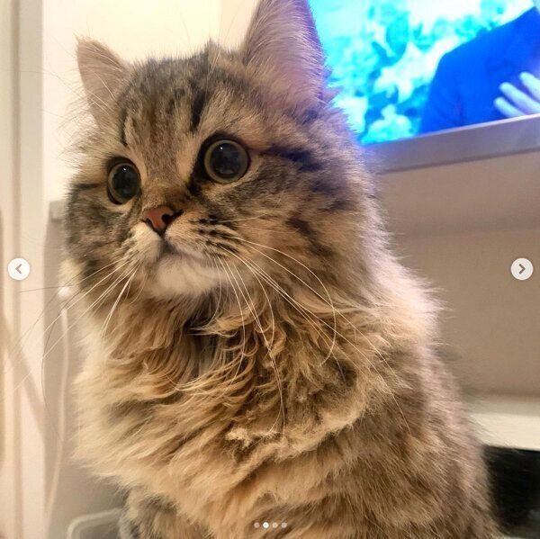 なにかを見つめるロマンちゃん