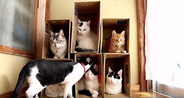 箱に入る猫