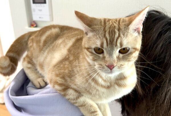 飼い主さんの肩に乗るモカちゃん