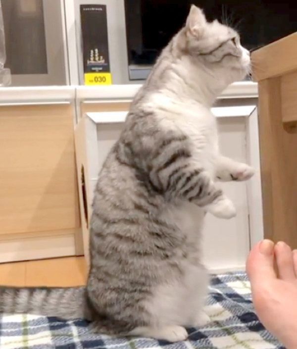 チェックが厳しいマンチカン