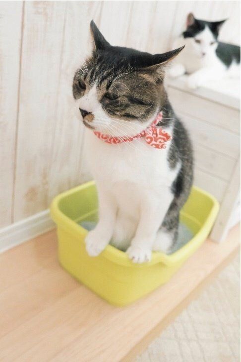 2017年7月号『ニャ論調査2017 トイレ編』