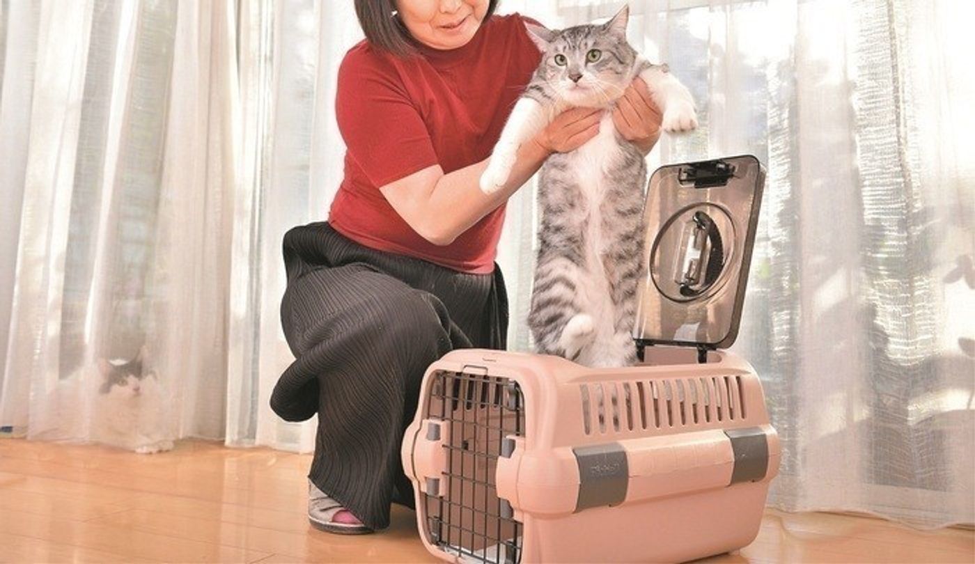 獣医師監修 猫のための災害対策 必要な備えやグッズについて解説 ねこのきもちweb Magazine