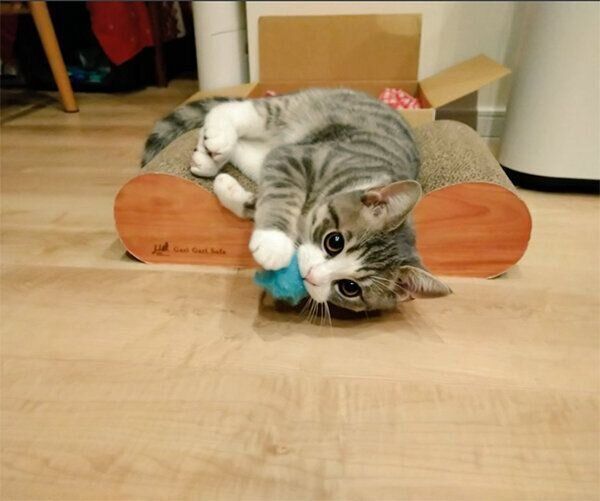 おもちゃで遊ぶあおちゃん