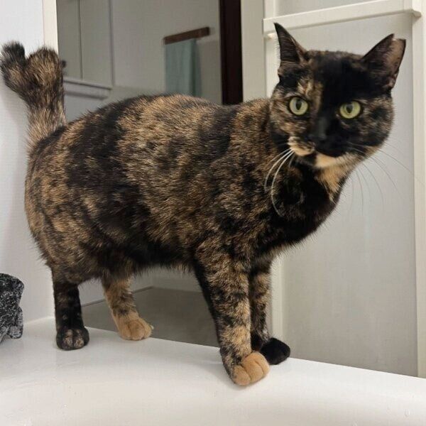 浴槽の縁に立つくるみちゃん