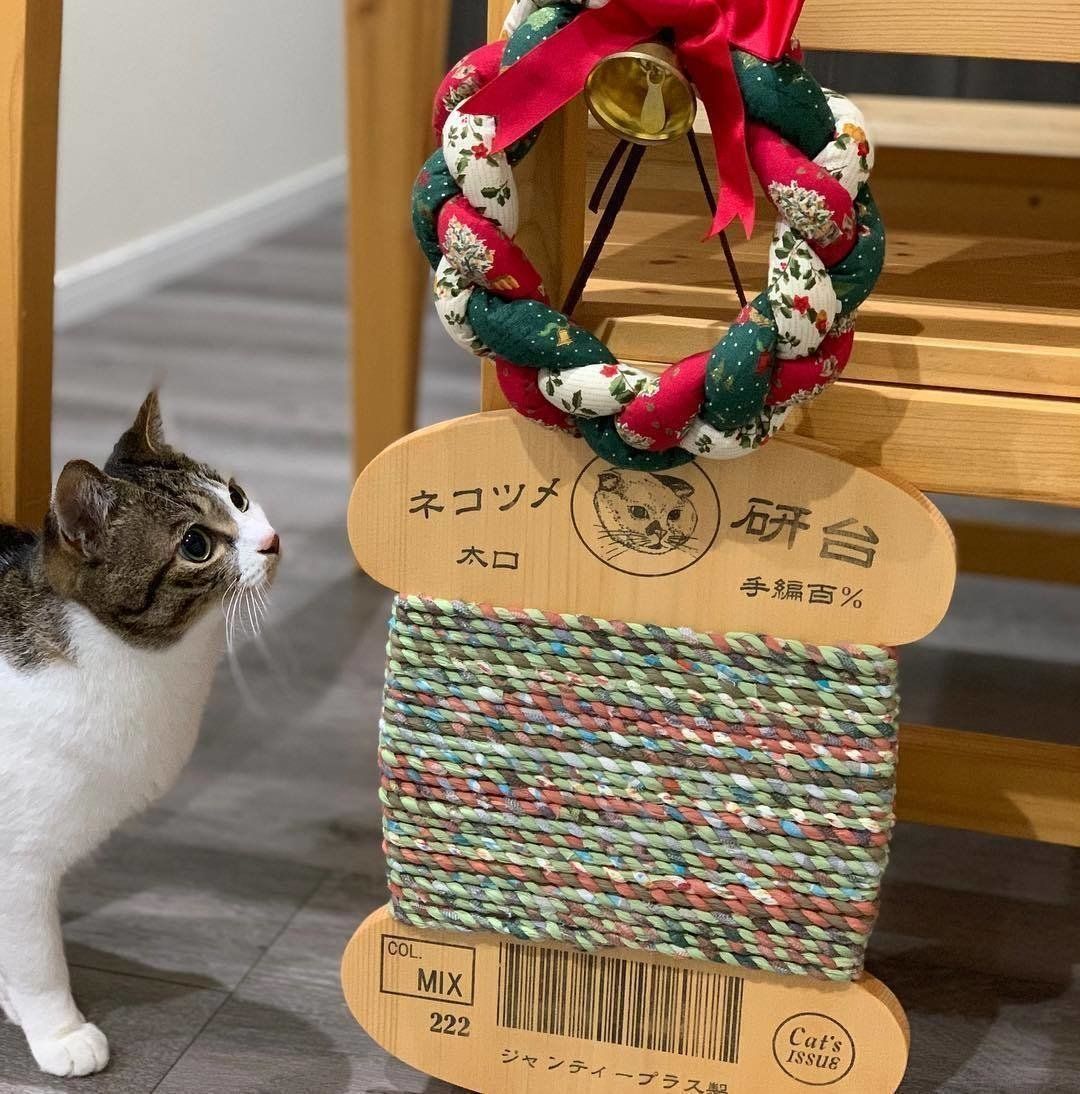 爪とぎに興味津々なあずきちゃん