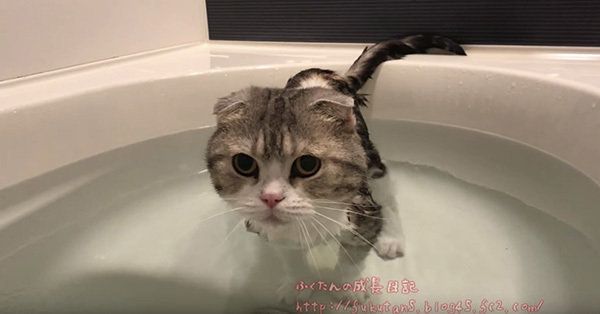 お風呂に入るスコティッシュフォールド