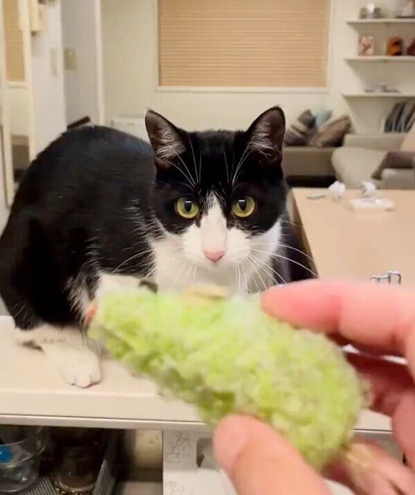 「持ってこい」遊びをするウメちゃん