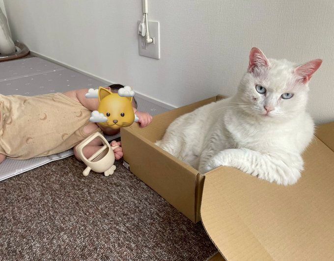 赤ちゃんの横に座る猫