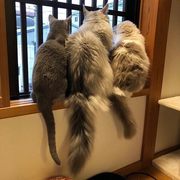 外を眺める3匹