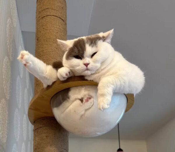 成長したぱおちゃん