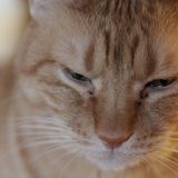 獣医師監修 猫の目やにの原因 考えられる病気や取り方 対処法を解説 ねこのきもちweb Magazine 獣医師監修 猫の目やにの原因 考えられる病気や取り方 対処法を解説 ねこのきもちweb Magazine