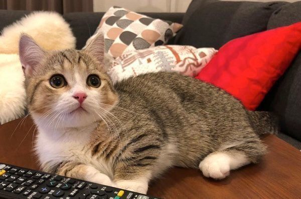 マンチカンのよぐちゃん