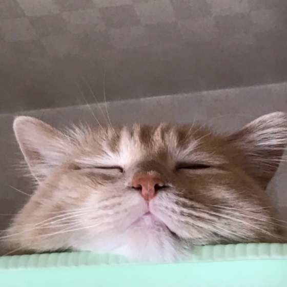 爆睡中のリリィちゃん