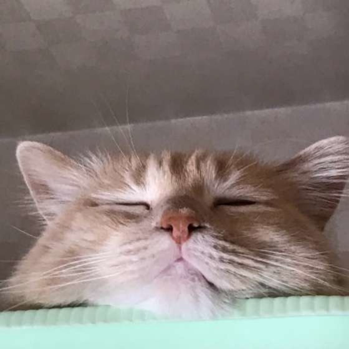猫が 寝言 を言うのはどうしてなの ねこのきもちweb Magazine 猫が 寝言 を言うのはどうしてなの ねこのきもちweb Magazine