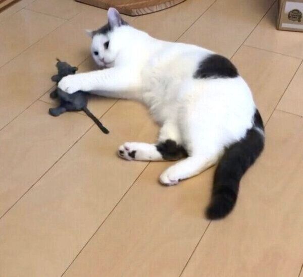 ネズミのぬいぐるみが好きなカツヲくん