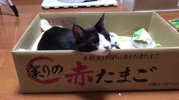 あご乗せする猫