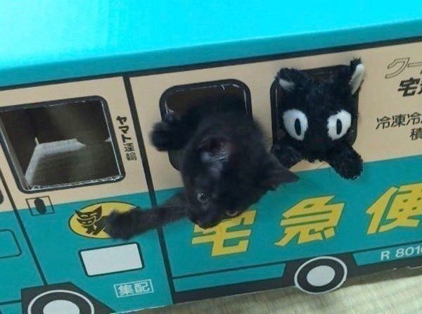 ダンボールで遊ぶ黒猫
