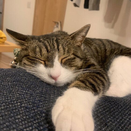 Mix（キジトラ）のわいくん♪