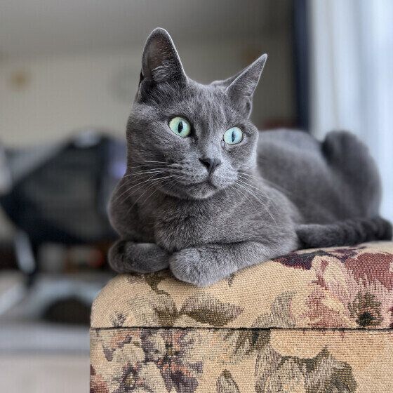 香箱座りするグレーの猫