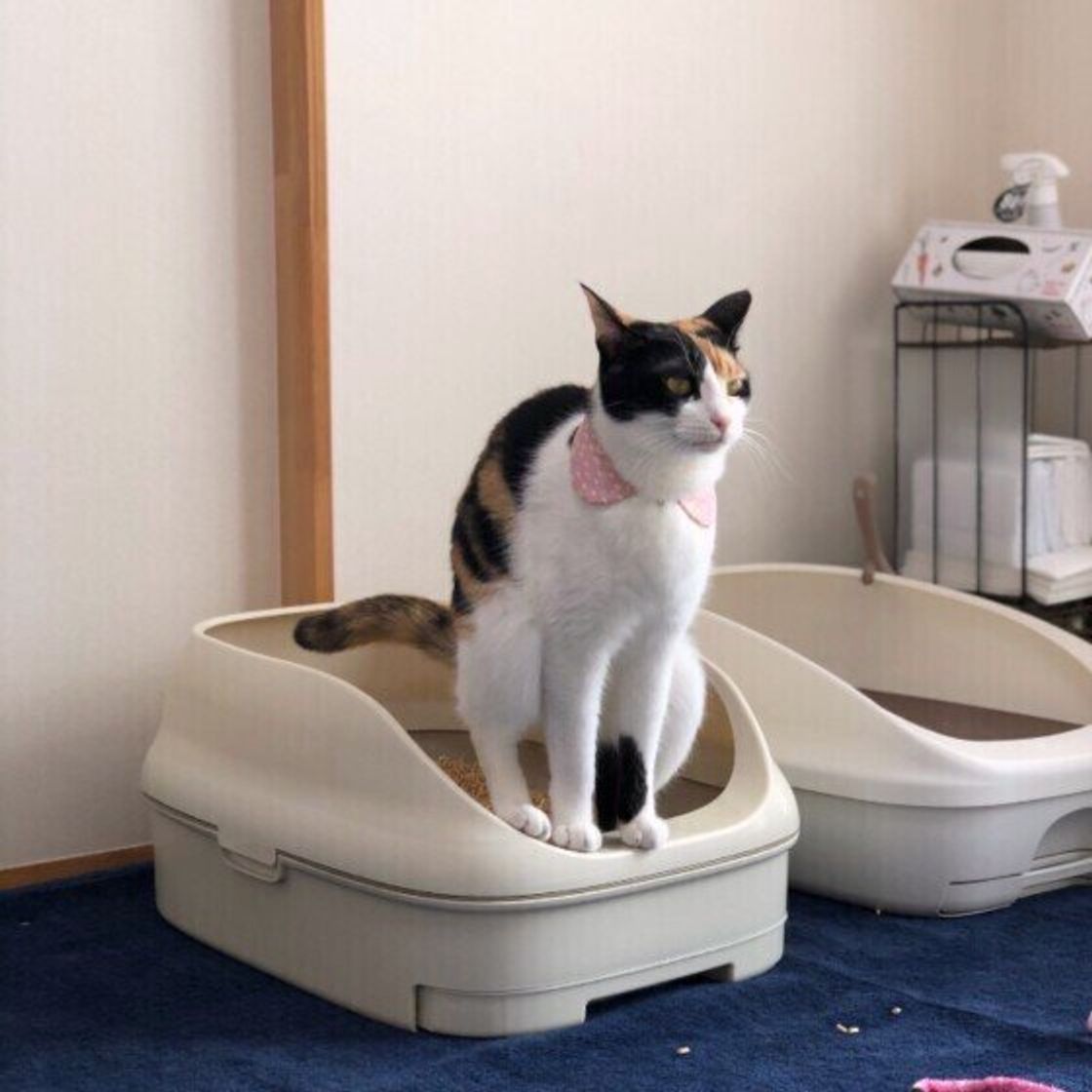 見られたくない 猫がうんちをしたあとに 隠すような行動 をするワケ ねこのきもちweb Magazine 見られたくない 猫がうんちをしたあとに 隠すような行動 をするワケ ねこのきもちweb Magazine