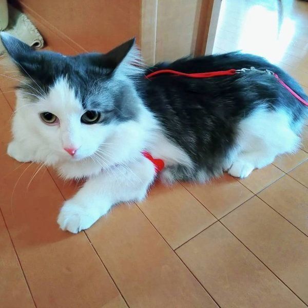 お目めが大きいノルウェージャンフォレストキャット