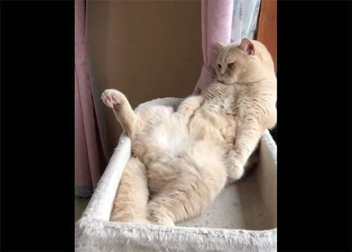 猫ってこと忘れてません 日に日におじさん感が増す猫の姿 ねこのきもちweb Magazine 猫ってこと忘れてません 日に日におじさん感が増す猫の姿 ねこのきもちweb Magazine