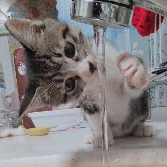水が気になる猫