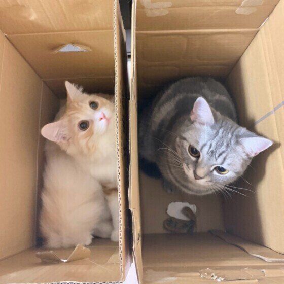 箱に入るマンチカン