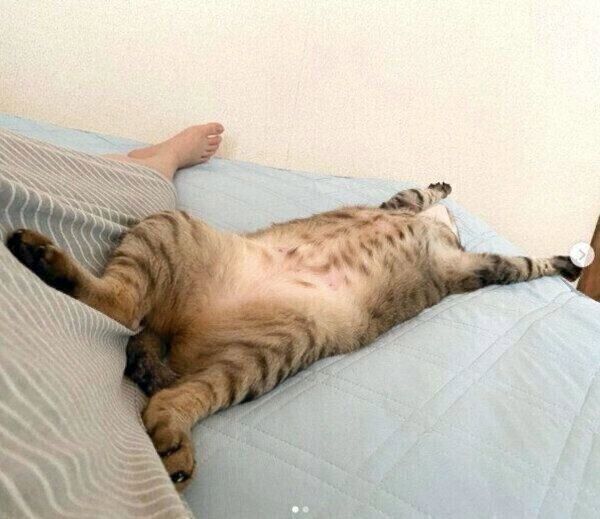 バンザイ寝をするこんぶちゃん