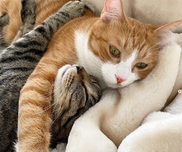 くっつくナツくん、チャチャくん