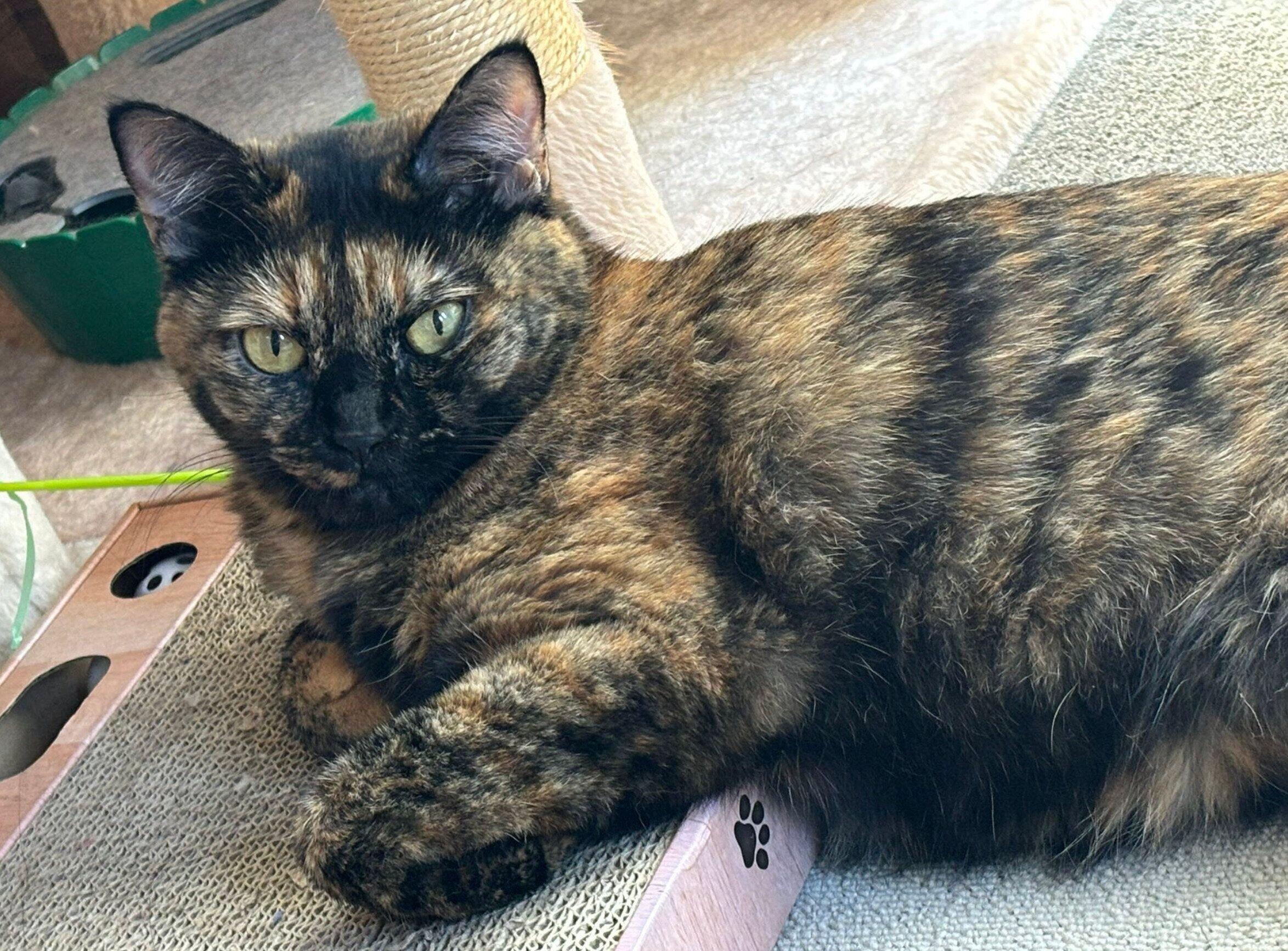 見つめるまるちゃん