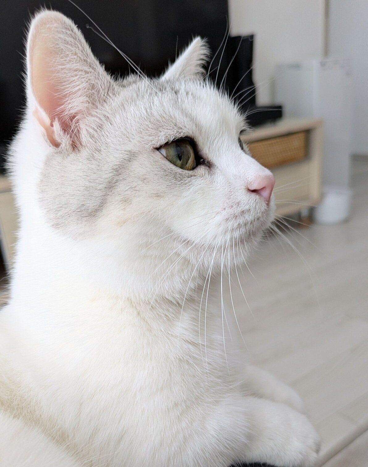 飼い主さんに抱っこをされるシロップくん