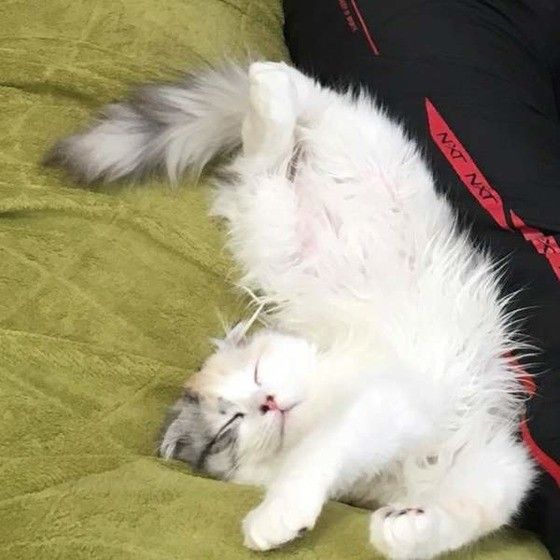 体をくっつけて寝ているスコティッシュフォールド