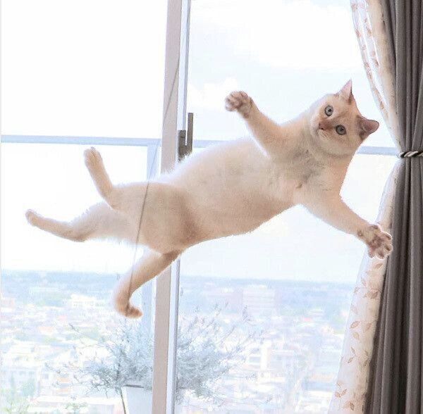 ジャンプするチャコたん