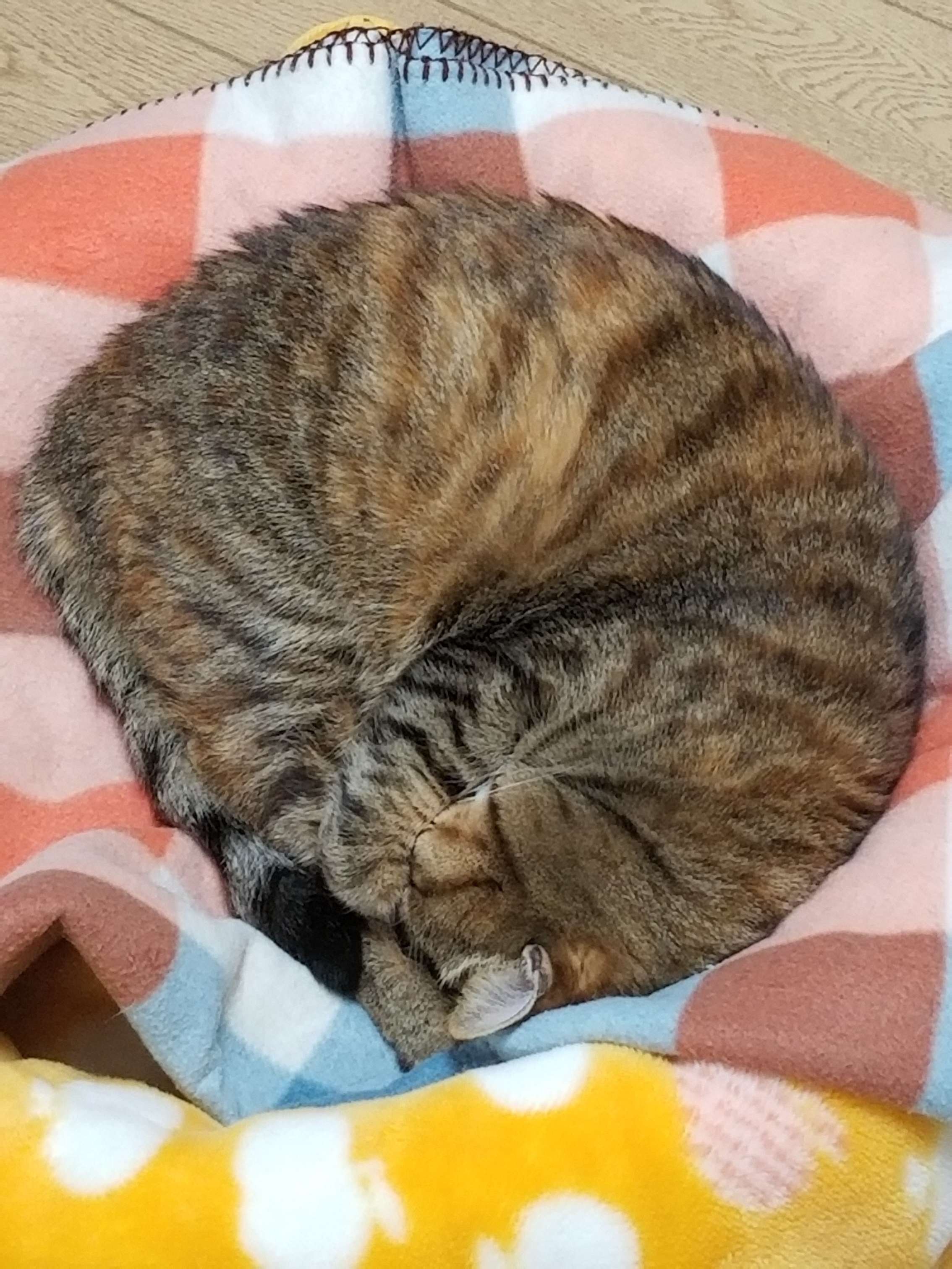 アンモニャイト