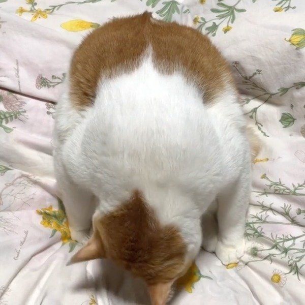 未確認生物になったニャンコ