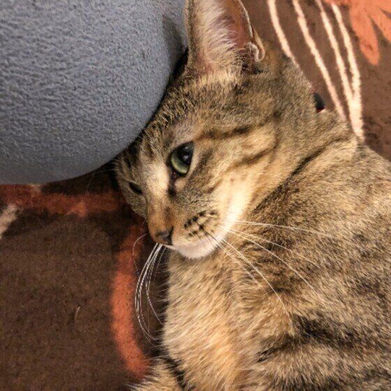 すりすりする猫