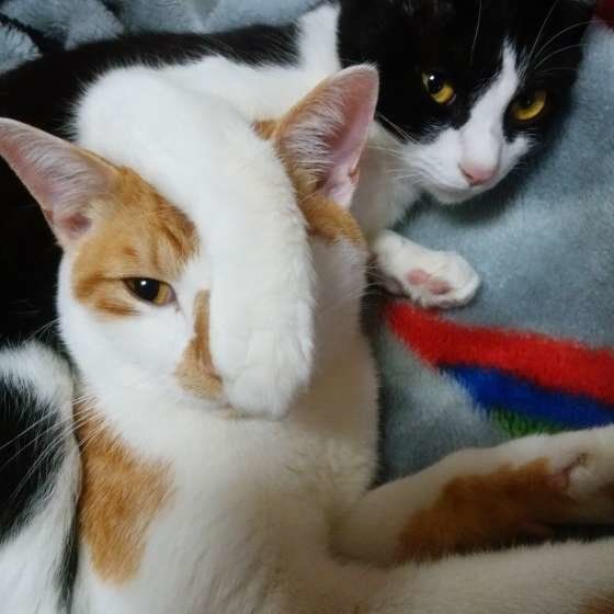 MIXの弟フーちゃんと姉コパンちゃん