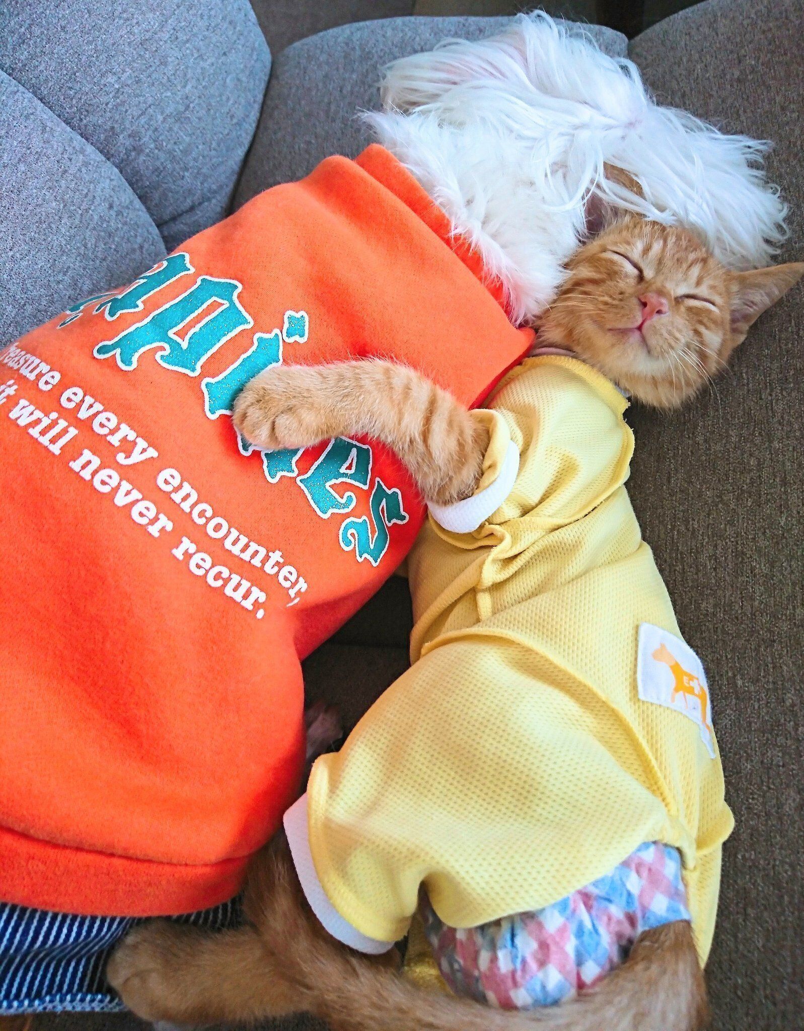 小雪ちゃんにくっつくにゃんちゅーくん