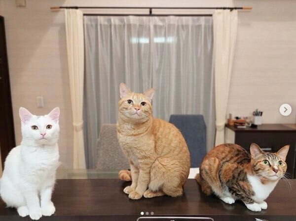 カウンターに並ぶ3匹