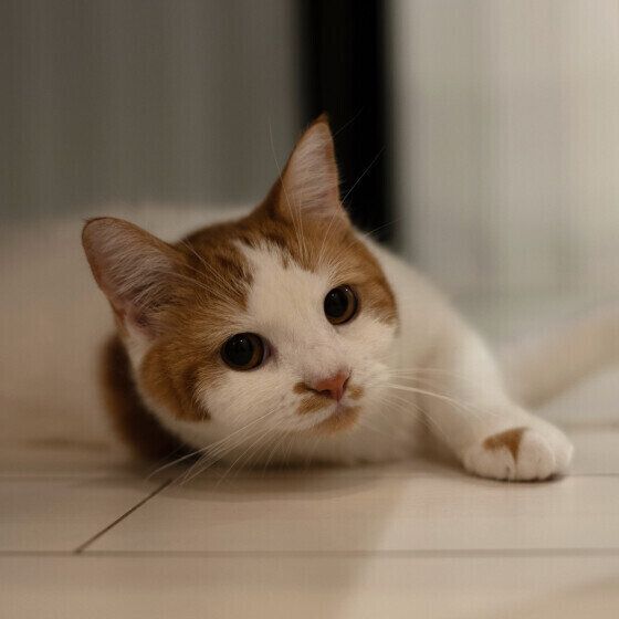 マンチカンのニコちゃん