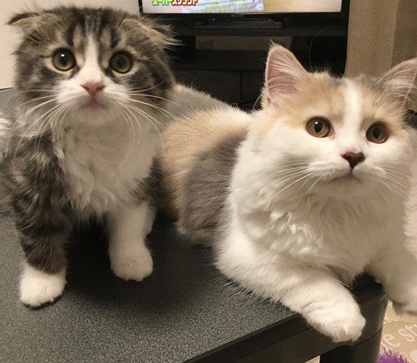 見つめるマンチカンとスコティッシュフォールド