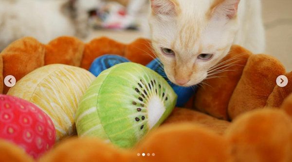 「スイーツにゃんこクッション」で寝る猫