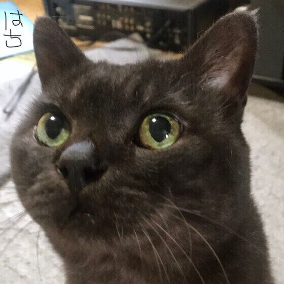 お留守番する黒猫