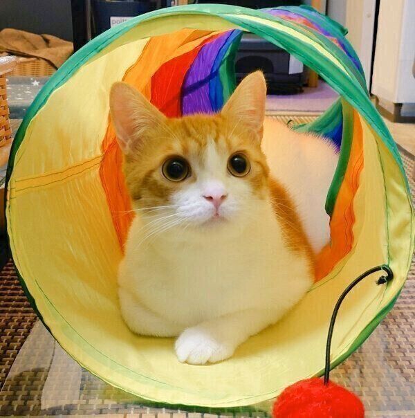 トンネルの中に入るおちゃまるさん