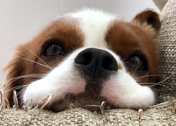 見つめるキャバリア