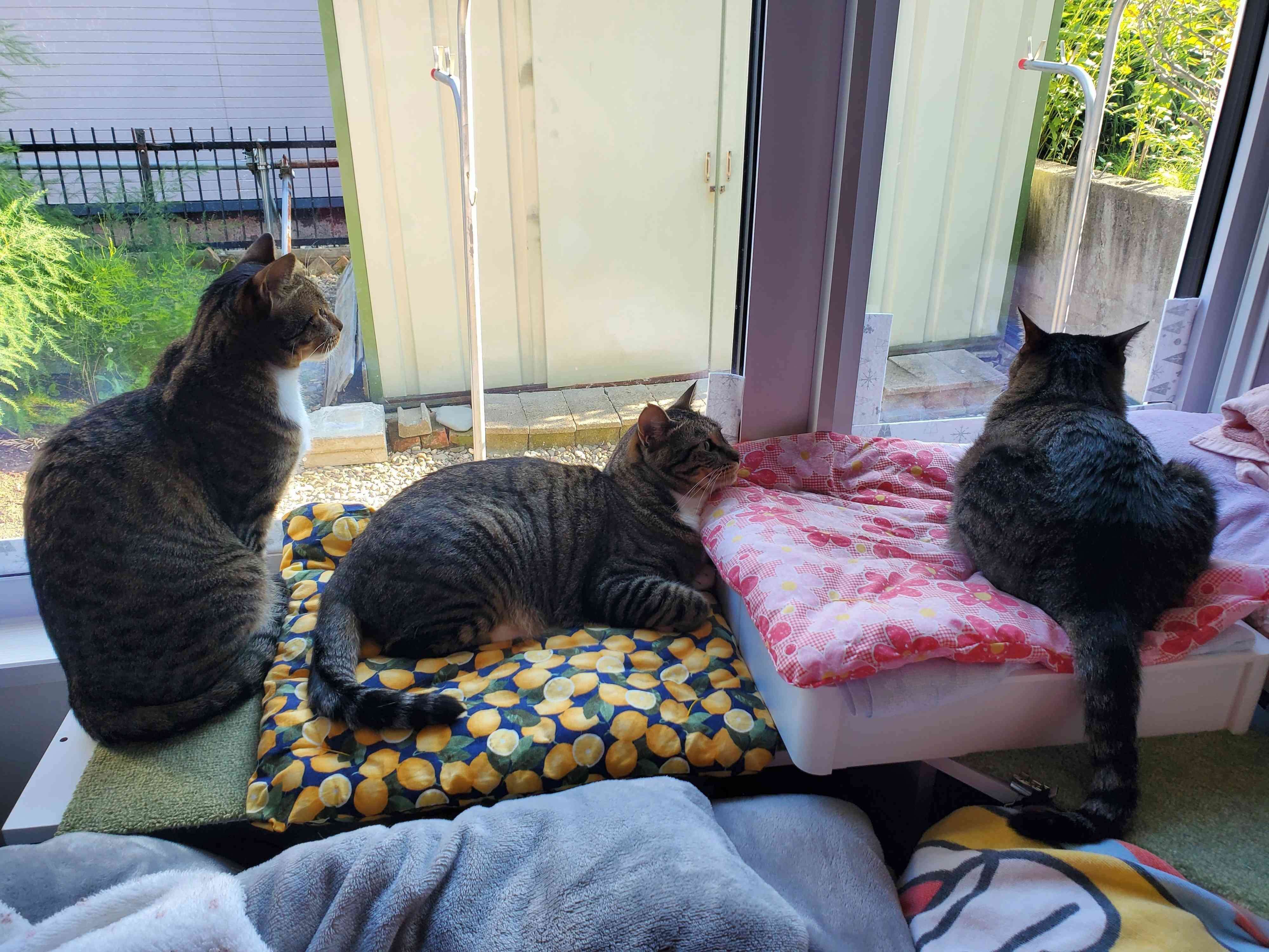 窓辺で仲よくくつろぐ母猫のライラちゃんとドラちゃん・はるちゃん姉妹
