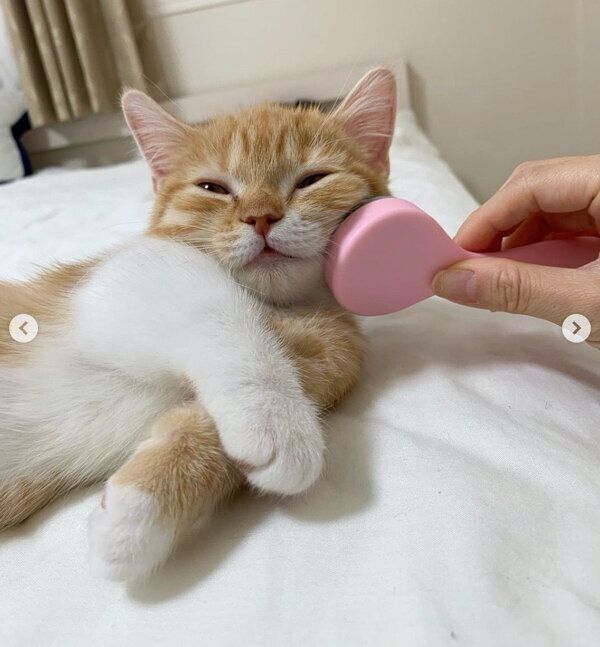 グルーミングブラシでとろけるウニちゃん