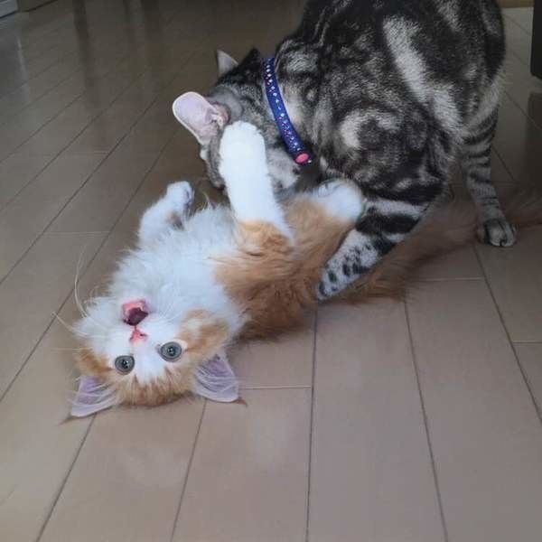 じゃれ合うノルウェージアンフォレストキャット