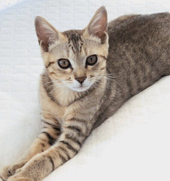 現在のぴっぴくん。